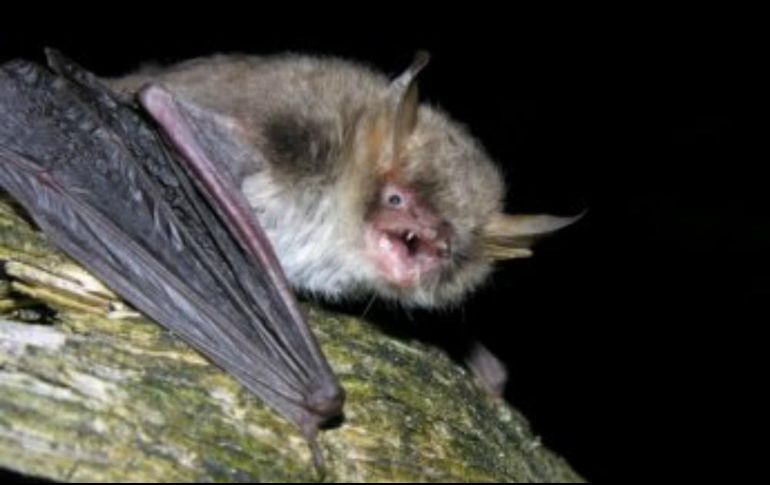 La CSIC explica que los murciélagos están representados por 53 especies en Europa, y que recurren a comparaciones genéticas para verificar su identidad. TWITTER / @CSIC