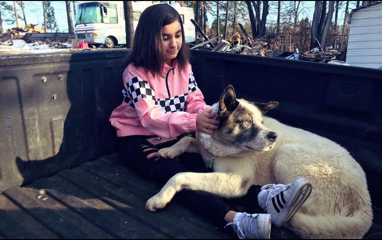 El perro, de raza akita, pudo finalmente reunirse con su familia tras la tragedia. TWITTER