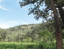 Actualmente para el bosque La Primavera se destinaron 12 brigadas regionales de combatientes. EL INFORMADOR / ARCHIVO