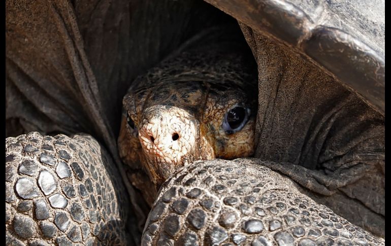 La Chelonoidis phantasticus es una de las 15 especies de tortugas gigantes de Galápagos. AFP/R. Buendía