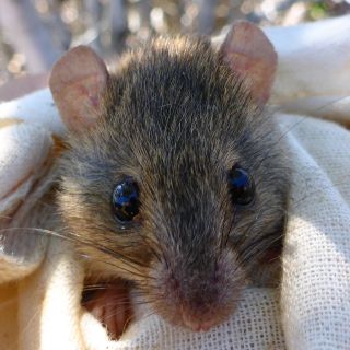 Reportan extinción de roedor australiano por cambio climático