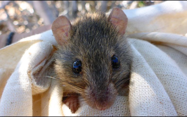 El roedor australiano no ha sido visto desde hace 10 años en la isla Bramble Cay. ESPECIAL / Universidad de Queensland