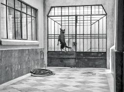 Aseguran que elaborar el excremento fue un trabajo que requería horas para poder lograr que se viera real. ESPECIAL