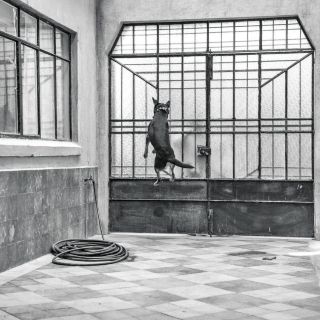 Recrean en "Roma" el excremento del Borras