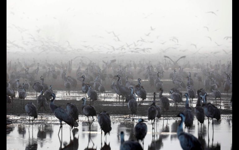 Miles de grullas llegan al lago Agamon Hula en el valle israelí Hula, durante la migración de las aves del este de Europa a África. AFP/M. Kahana