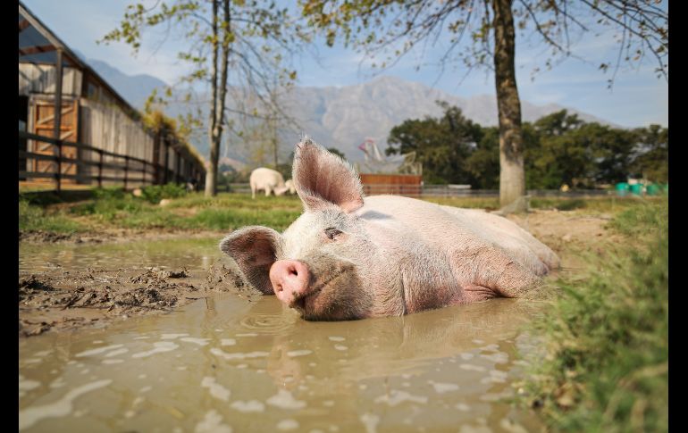 Un baño refrescante luego de pintar. El animal estaba destinado al consumo, pero la activista Joanne Lafson la rescató de una empresa de carne sudafricana en 2016. REUTERS/S. Hisham