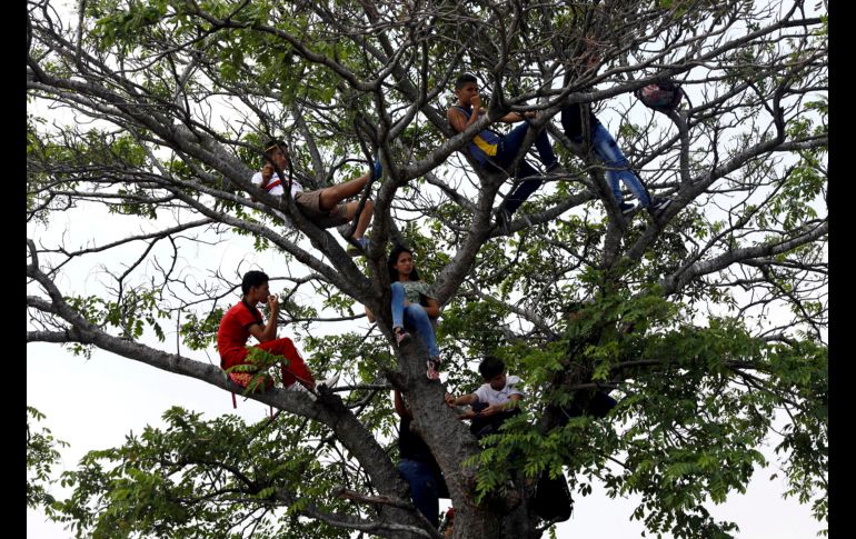 Desde un árbol en Cúcuta para ver el escenario. REUTERS/E. Garrido