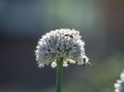 La polinización de varios insectos es esencial para los cultivos. EL INFORMADOR / ARCHIVO