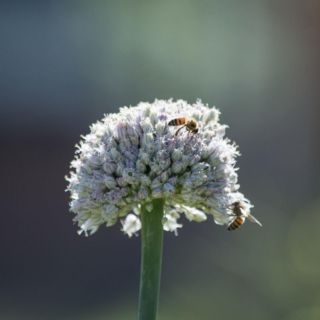 Científico habla de la importancia de los animales en la seguridad alimentaria
