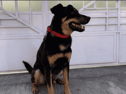 El perro causó sensación tras el estreno de la cinta. ESPECIAL