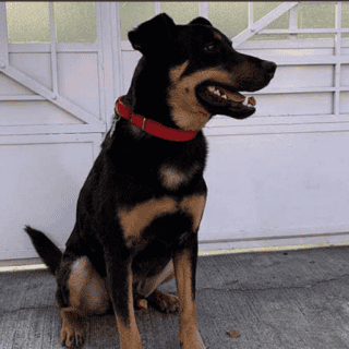 "Borras" tenía un seguro por si le pasaba algo en "Roma"