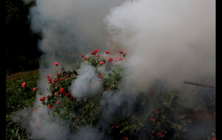 Soldados participan en la quema de plantíos ilegales en Pueblo Viejo, Guerrero. REUTERS / C. Jasso