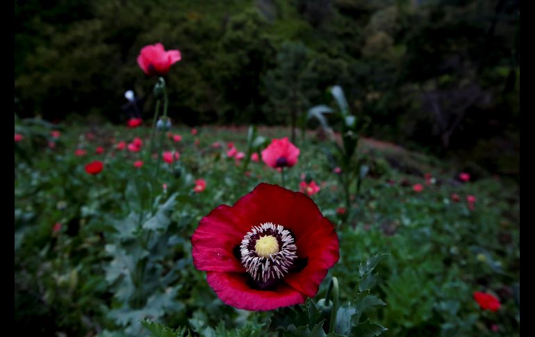 De la flor de amapola, que se observa en estos cultivos se extraen sustancias para el procesamiento de drogas, la morfina y otros alcaloides. REUTERS / C. Jasso