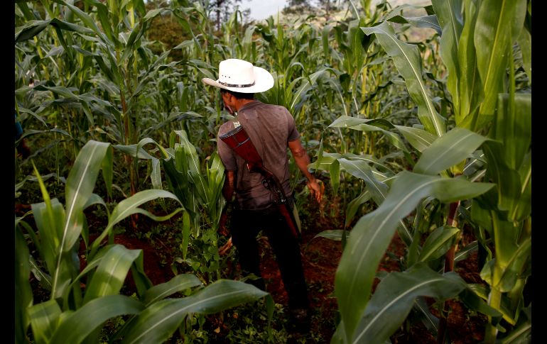 Uno de los habitantes de Juquila Yucucani que trabajan camina con su arma a través de los campos de maíz de la localidad. REUTERS / C. Jasso