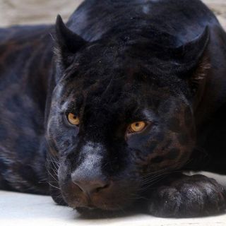 Jaguar muere en el parque-museo La Venta, en Villahermosa
