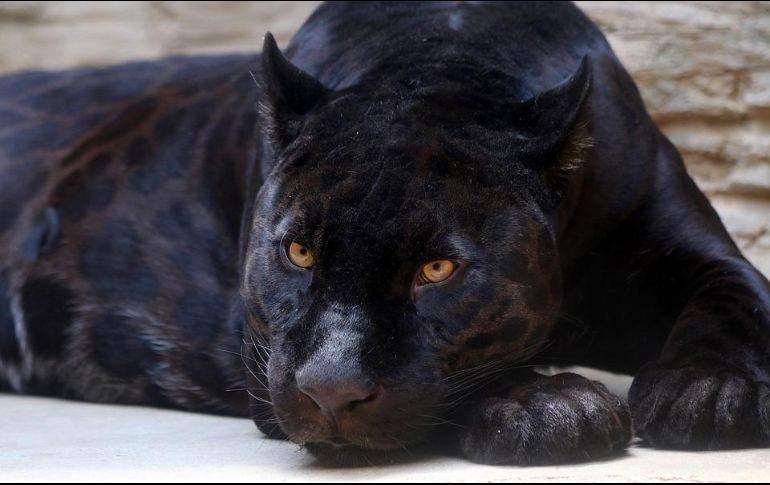 Se comunicó que esta variedad de jaguar negro había cumplido su ciclo de vida y recibía atención geriátrica ante las deficiencias físicas ocasionadas por su edad. ESPECIAL