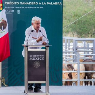 Licitación para Tren Maya saldría el mes próximo: López Obrador