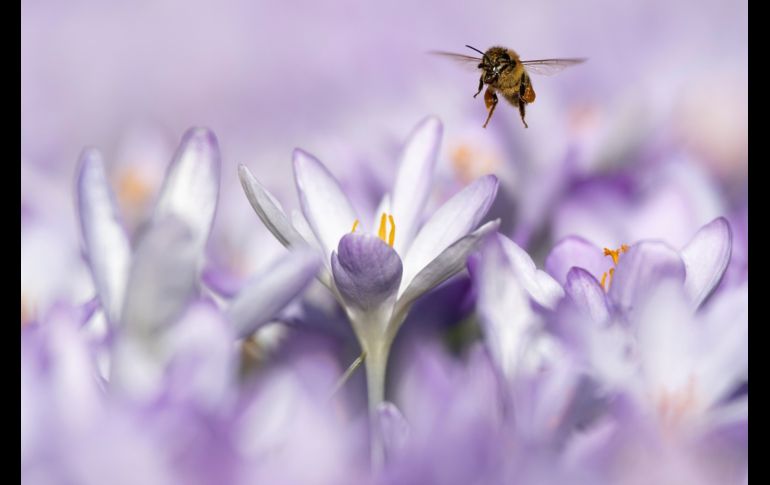 Una abeja busca néctar en las anteras de una flor de azafrán durante un cálido día de invierno en Berna, Suiza. EFE/ A. Anex