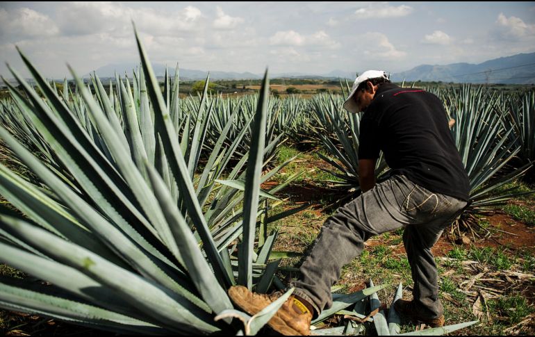 Además de Tequila y Jalisco, la zona protegida por la Denominación de Origen mexicana comprende otros 180 municipios situados también en los estados de Nayarit, Guanajuato, Tamaulipas y Michoacán. EL INFORMADOR/ ARCHIVO