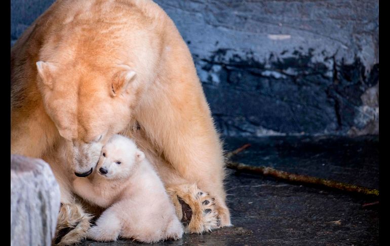 Un oso polar recién nacido se ve en público por primera vez en el zoológico de Copenhague, Dinamarca. AFP/Ritzau Scanpix/M. Claus Rasmussen