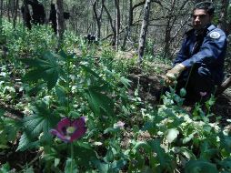 La siembra es más abundante en Sinaloa, Guerrero, Chihuahua y Durango, sólo en Guerrero 100 mil campesinos viven en la ilegalidad con ese cultivo, por lo que es necesario generar alternativas que beneficien a esas familias. EL INFORMADOR / ARCHIVO