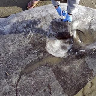 Encuentran pez luna en la costa de California