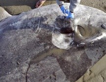 Los peces luna tienen un aspecto inusual, planos y medio ovalados con aletas que parecen alas. ESPECIAL