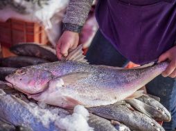 Por tratarse de un alimento que por sus características puede descomponerse fácilmente, siempre es importante verificar que se encuentre en condiciones óptimas antes de consumirlo. EL INFORMADOR / ARCHIVO