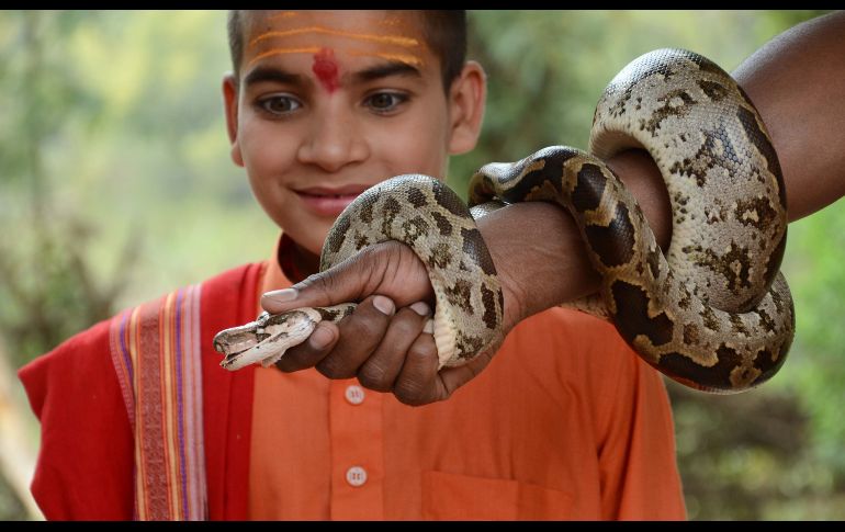 Abhilash Varshney, experto en vida silvestre, muestra una serpiente pitón a un estudiante de un centro educativo en Jabalpur, India, para marcar el Día Mundial de la Vida Silvestre. AFP/U. Shankar Mishra