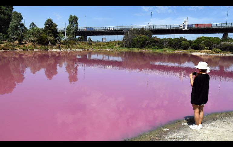 El lago en el parque Westgate suele pintarse de rosa durante el verano, la estación actual en el hemisferio sur.