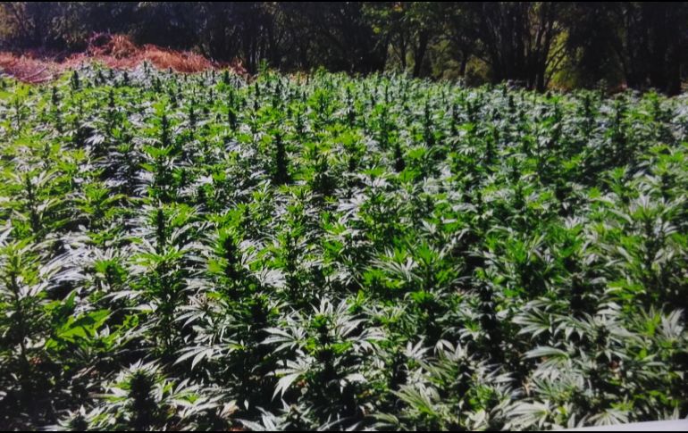 La JIFE ha señalado que la tendencia mundial a legalizar la cannabis no considera los riesgos de la medida. ARCHIVO / NOTIMEX