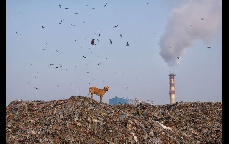 Un perro se para en una montaña de basura en el vertedero Ghazipur en Nueva Delhi, India. AFP/N. Cassanelli