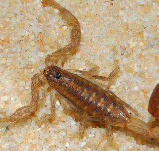 Especialista Desmiente Mitos De Los Alacranes El Informador