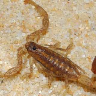 Especialista desmiente mitos de los alacranes