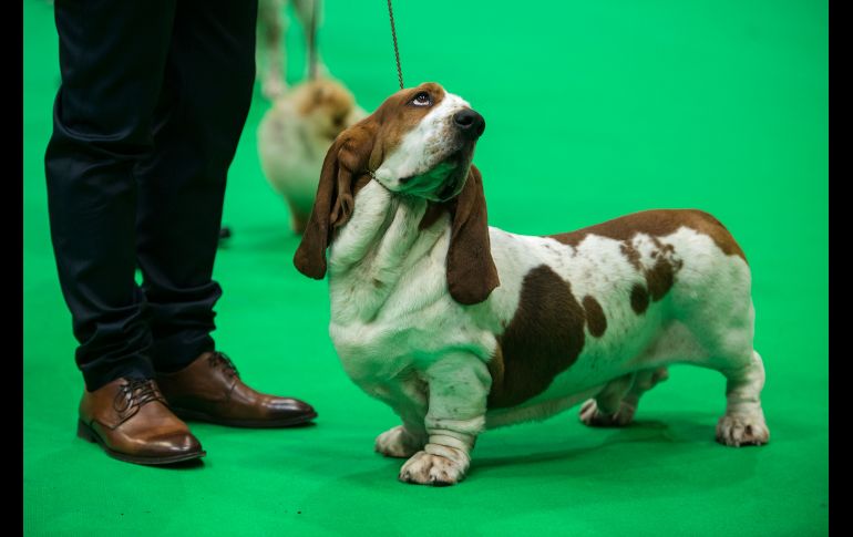 Un rumano muestra a su perro en una competencia durante el pirmer día del show de perros Crufts, realizado en Birmingham, Inglaterra. AFP/O. Scarff