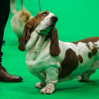 El mundo en imágenes del 7 de marzo de 2019