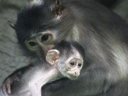 EL INFORMADOR / ARCHIVO