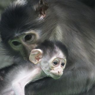 El ser humano altera el comportamiento de los primates salvajes