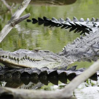 Descartan muerte de fauna en estero El Salado