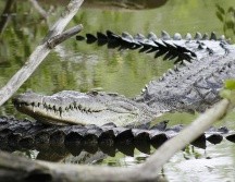En redes comenzaron a circular imágenes de la presunta muerte de cocodrilos en el área, lo cual es falso. EL INFORMADOR / ARCHIVO