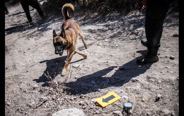 Un perro de la Policía participa en una búsqueda. AFP/P. Pardo