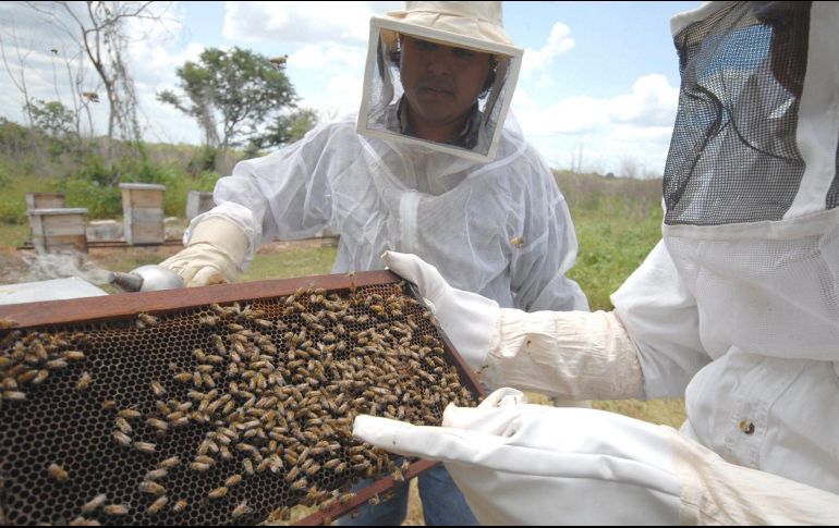 Productores maoríes de miel de manuka visitarán a productores mayas de miel melipona para propiciar un intercambio de información y conocimientos. NOTIMEX/Archivo