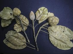 La flor endémica de la Sierra Norte de Oaxaca, a diferencia de la magnolia mexicana, tiene floración completamente blanca y no prospera en junio, sino en Semana Santa. FACEBOOK / Coordinación de Servicios Estudiantiles UdeG