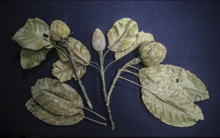 La flor endémica de la Sierra Norte de Oaxaca, a diferencia de la magnolia mexicana, tiene floración completamente blanca y no prospera en junio, sino en Semana Santa. FACEBOOK / Coordinación de Servicios Estudiantiles UdeG