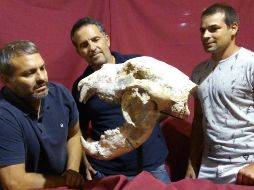 Se pudo analizar cráneo, también se hallaron parte de la pelvis, un fragmento de húmero, parte de sus radios y seis vértebras articuladas. Twitter / @CTyS_UNLaM