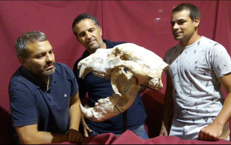 Se pudo analizar cráneo, también se hallaron parte de la pelvis, un fragmento de húmero, parte de sus radios y seis vértebras articuladas. Twitter / @CTyS_UNLaM