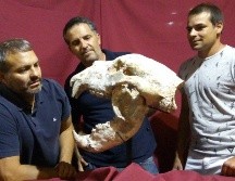 Se pudo analizar cráneo, también se hallaron parte de la pelvis, un fragmento de húmero, parte de sus radios y seis vértebras articuladas. Twitter / @CTyS_UNLaM