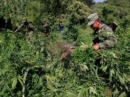Localizaron los plantíos y secaderos en Palo Blanco, en el municipio de Talpa de Allende. EL INFORMADOR/ ARCHIVO