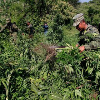 Descubren plantíos y secaderos de mariguana en Talpa de Allende