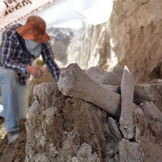 Confirman hallazgo de restos de mamuts en el Estado de México